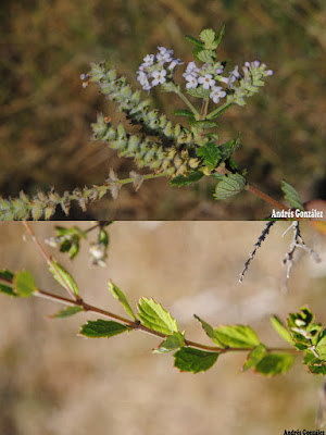Cedrón del monte (Aloysia chamaedryfolia)