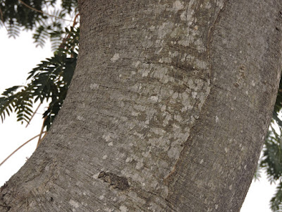 arboles biodiversidad