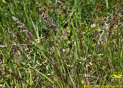 Briza (Chascolytrum subaristatum)