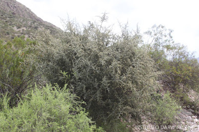 flora del chaco