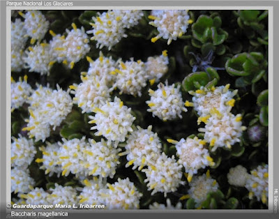 plantas de las malvinas