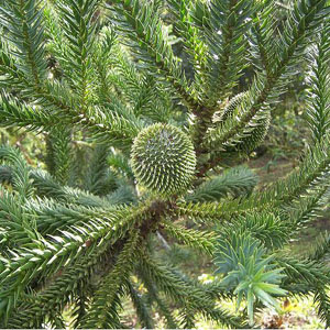 Pino paraná Araucaria angustifolia