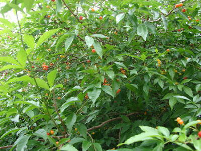 Chal chal Allophylus edulis