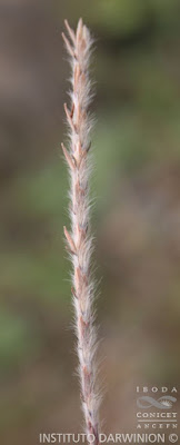 Espartillo (Elionurus muticus)