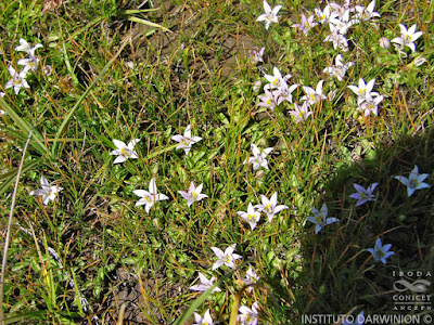 flora de las malvinas
