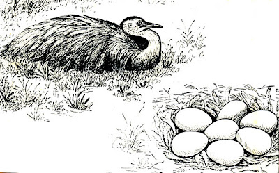 nido de Ñandú Rhea americana
