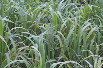 flora del delta