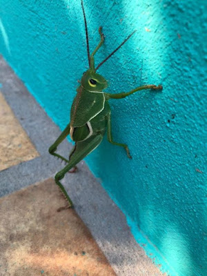 Tucura verde (Staleochlora viridicata)