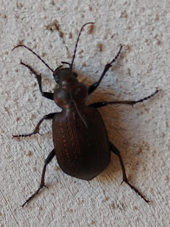 Juanita meona (Calosoma argentinensis)