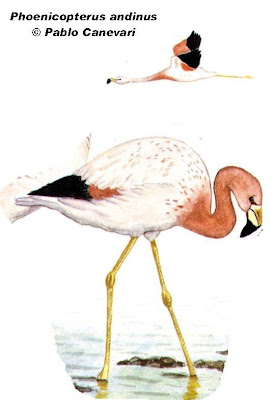 Flamenco andino Phoenicoparrus andinus