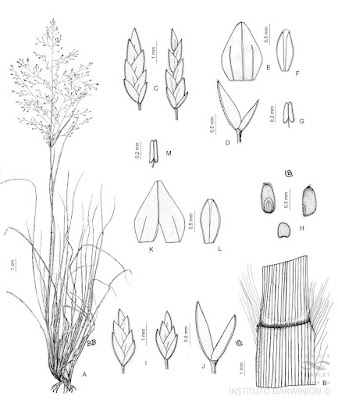 Pasto ilusión (Eragrostis lugens)