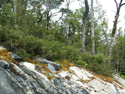 flora del bosque magallanico