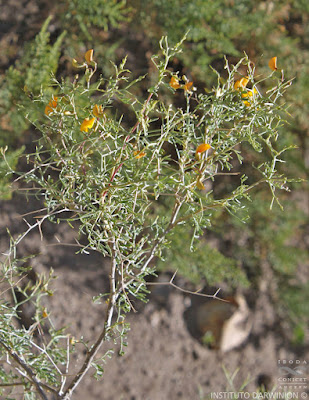 flora de los andes