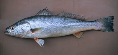 Pescadilla de red Cynoscion guatucupa