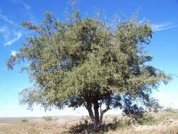 Tala Celtis ehrenbergiana
