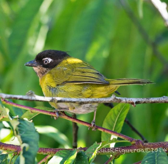 Common bush Tanager