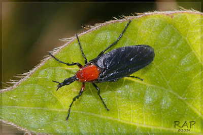 Mosca de octubre (Dilophus pectoralis)