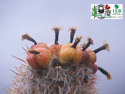 cactus de argentina