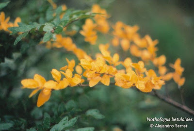 Coihue de Magallanes Nothofagus betuloides
