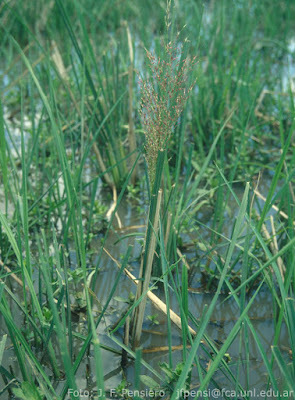 flora de los esteros