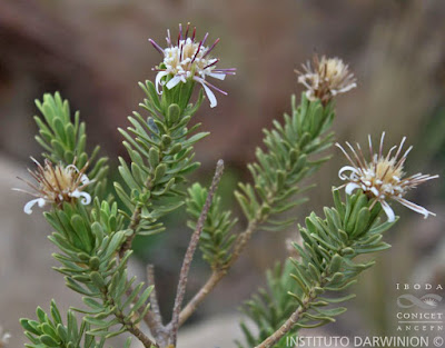 Chajilla (Plazia daphnoides)