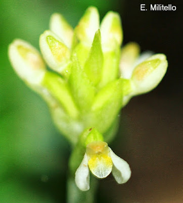orquideas argentinas