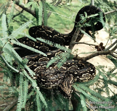 Ampalagua Boa constrictor