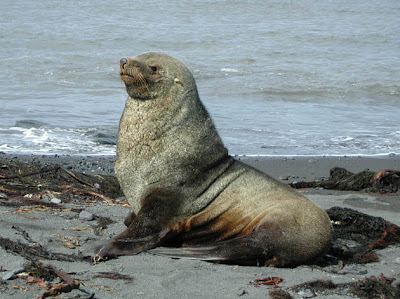 Lobo marino antártico Arctocephalus gazella