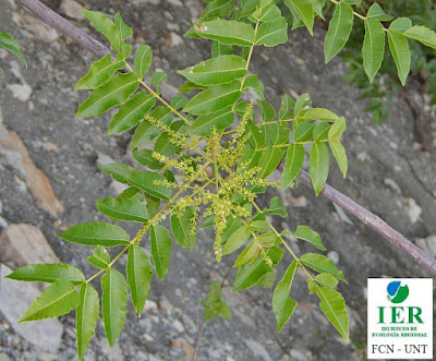 hojas de Urundel amarillo (Loxopterygium grisebachii)