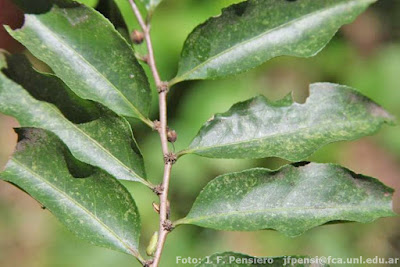 Burro caá (Casearia sylvestris) hojas