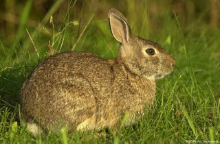 tapeti Sylvilagus brasiliensis Tapetí Sylvilagus brasiliensis