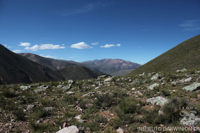 flora de monte y la puna