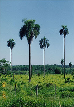 Pindó Syagrus romanzoffiana