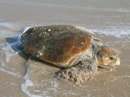 tortuga cabezona endangered sea turtles