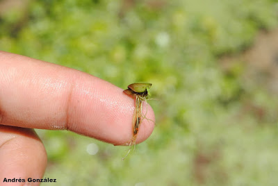 Lenteja acuática (Spirodela intermedia)
