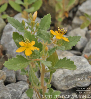 Pega pega (Mentzelia parvifolia)