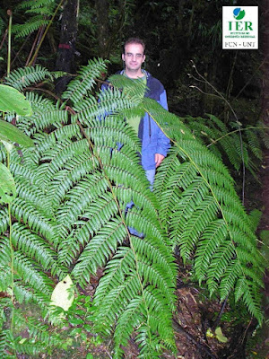 Helecho arborescente (Alsophila odonelliana)