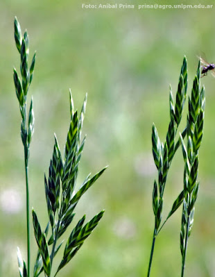 Bromus parodii