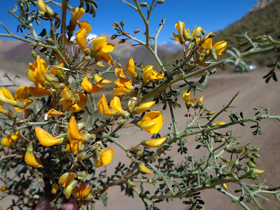 flora Argentina