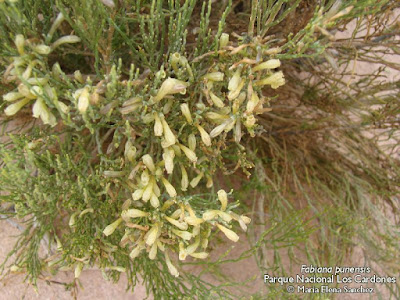 Tolilla (Fabiana punensis)
