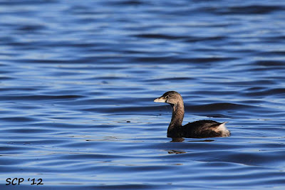 Macá pico grueso Podilymbus podiceps