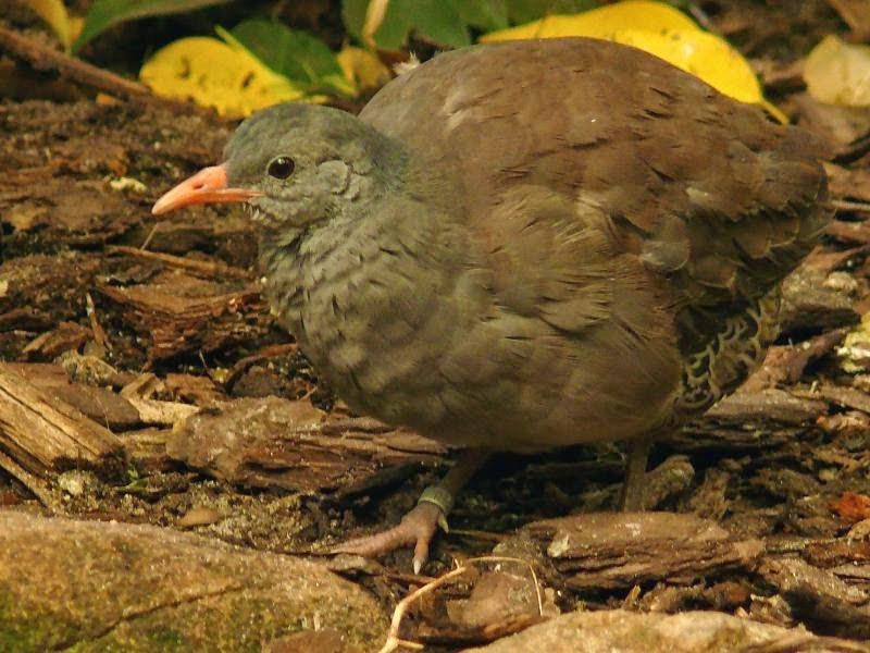 argentinian tinamou birds