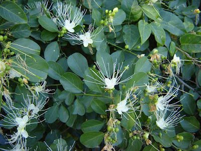 Anisocapparis speciosa