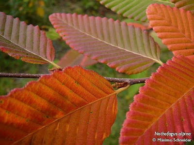 Nothofagus alpina