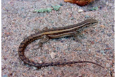 Lagartija de la puna (Liolaemus puna)