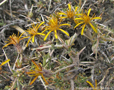 Mata negra (Brachyclados lycioides)