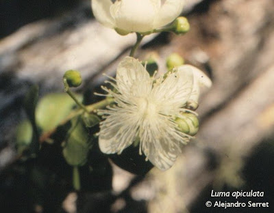 Arrayán Luma apiculata