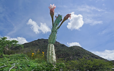 cactus argentinos Cardoncito (Cereus aethiops)