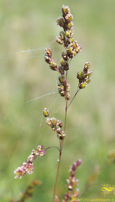 flora de la pampa Briza