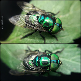 Mosca verde metálica de las flores (Ornidia obesa)